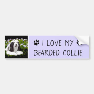 Beared Collie Painting - Cute Original Hund Art Bildekal