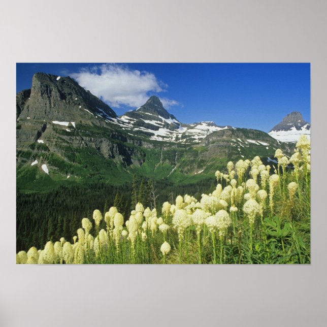 Beargräs nära Logan Pass in Gacier National Poster (Framsidan)
