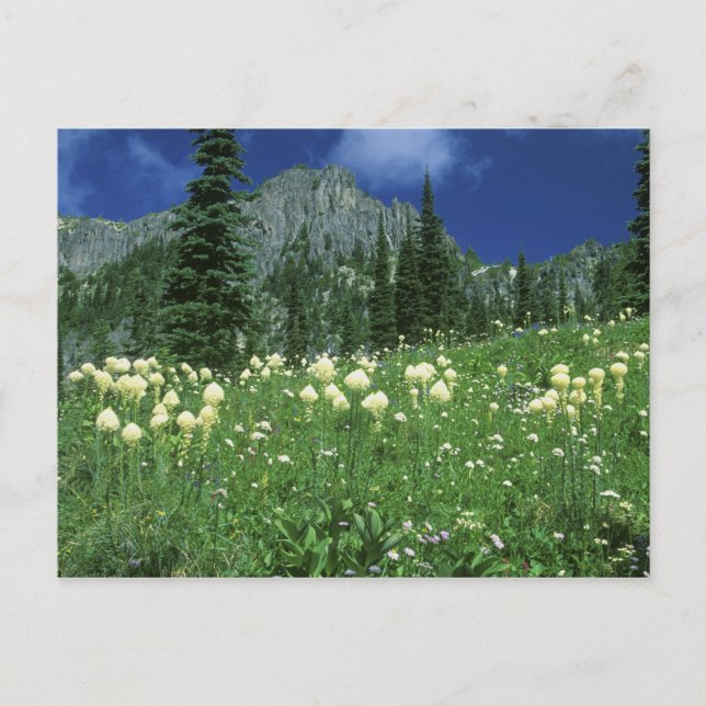 Beargräs vid Eunice Sjö, Mt. Rainier NP, WA, Vykort (Framsida)