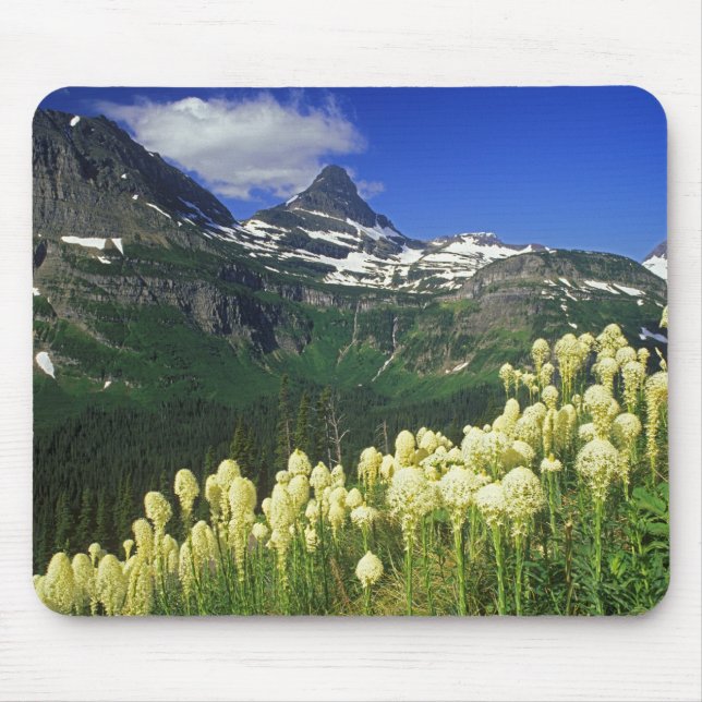 Beargräs vid Logan Pass i Glacier National Park Musmatta (Framsidan)