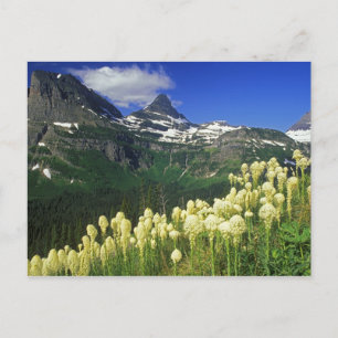 Beargräs vid Logan Pass i Glacier National Park Vykort
