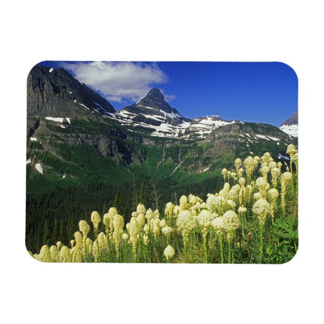 Beargräs vid Logan Pass in Glacier nationalpark Magnet (Horisontell)