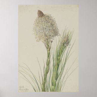 Beargräs (Xerophyllum tenax) Poster