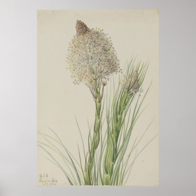 Beargräs (Xerophyllum tenax) Poster (Framsidan)