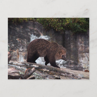 Bearhog-vykort Vykort