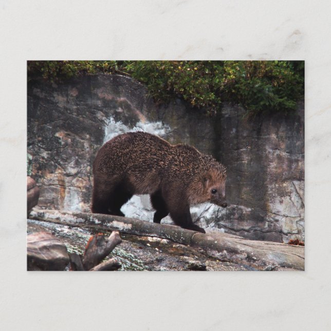 Bearhog-vykort Vykort (Framsida)