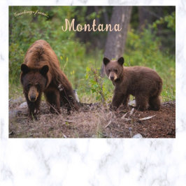 Bears i Boulder Valley Montana USA Vykort