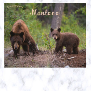 Bears i Boulder Valley Montana USA Vykort