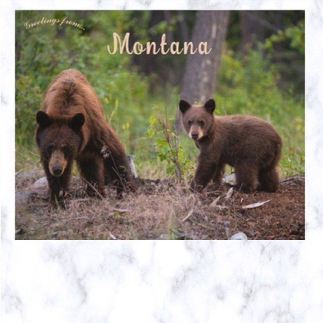 Bears i Boulder Valley Montana USA Vykort (Skapare uppladdad)