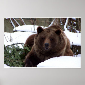 Bears of Bern Poster