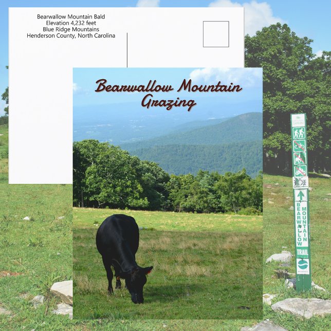 Bearwallow Mountain Blue Ridge Mountain NC Vykort (Skapare uppladdad)