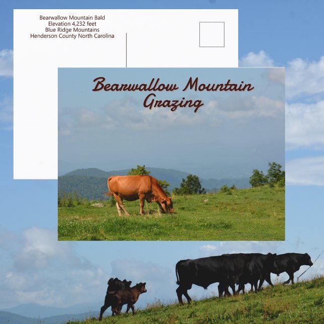 Bearwallow Mountain Cows Blue Ridge Mountain NC Vykort (Skapare uppladdad)