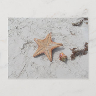 Beau Bahamas Starfish Snäcka Postcard Vykort