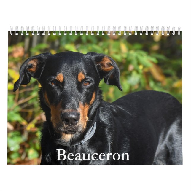 Beauceron Calendar Kalender (Omslag)