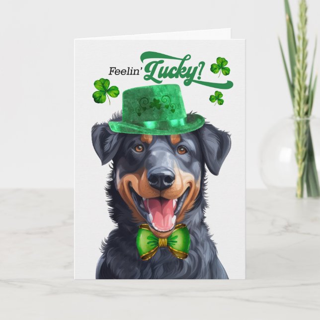 Beauceron Hund Feelin'Lucky St patrick's day Helgkort (Framsida)