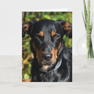 Beauceron Hund Porträtt Kort