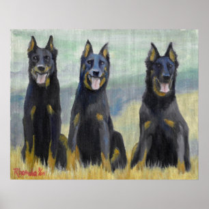 Beauceron Hund Porträtt Poster