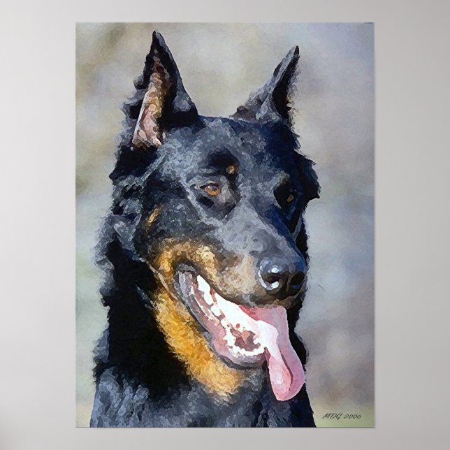 Beauceron Hund Porträtt Poster Skriv ut (Framsidan)