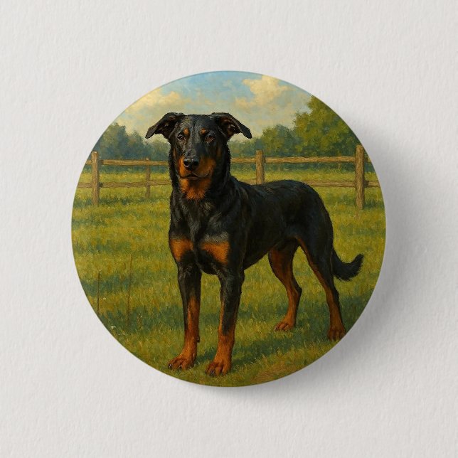 Beauceron Knapp (Framsida)