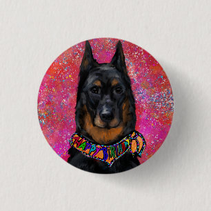Beauceron Knapp