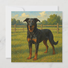 Beauceron Kort