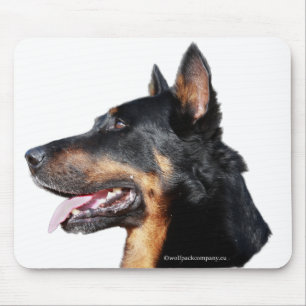beauceron musmatta
