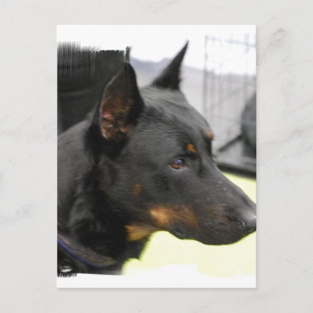 Beauceron Postcard Vykort (Framsida)