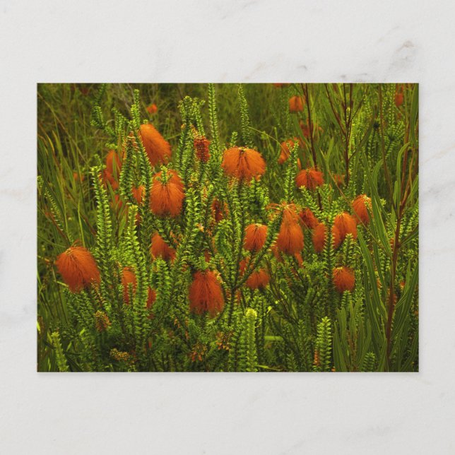 Beaufortia vykort (Framsida)