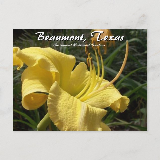 Beaumont, Texas Botanical Garden Day Lily Travel Vykort (Framsida)