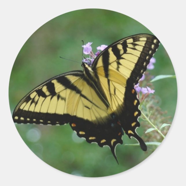 Beauti-flies Runt Klistermärke (Framsida)