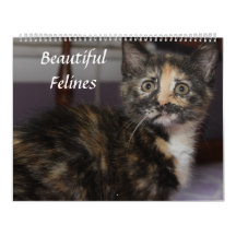 BEAUTIFUELLA KATTDJUR