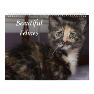 BEAUTIFUELLA KATTDJUR KALENDER