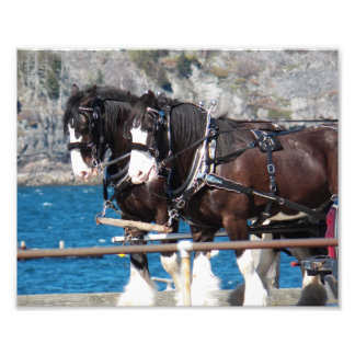 Beautiful Belgian Harness Working Horses Fototryck