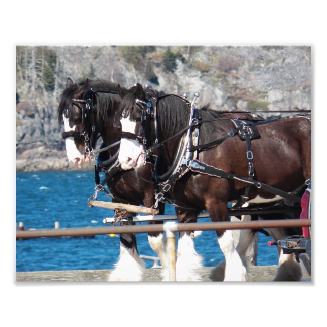 Beautiful Belgian Harness Working Horses Fototryck (Framsidan)