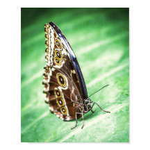Beautiful Butterfly Insects Archival Fine Art