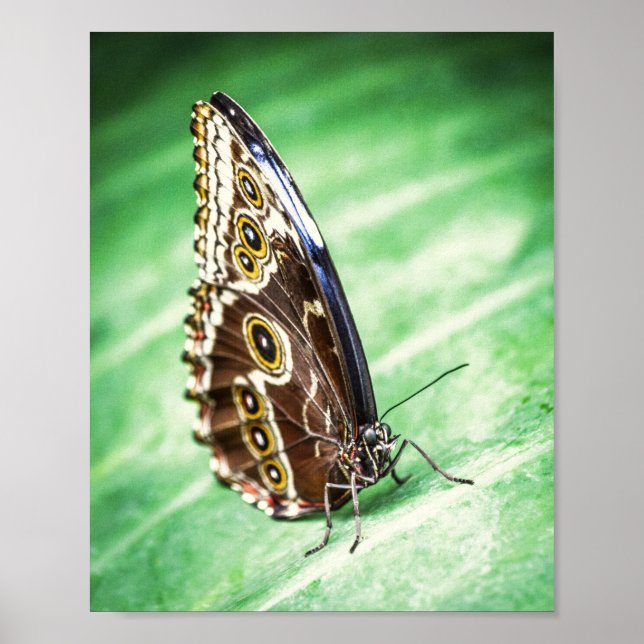 Beautiful Butterfly Insects Archival Fine Art Poster (Framsidan)