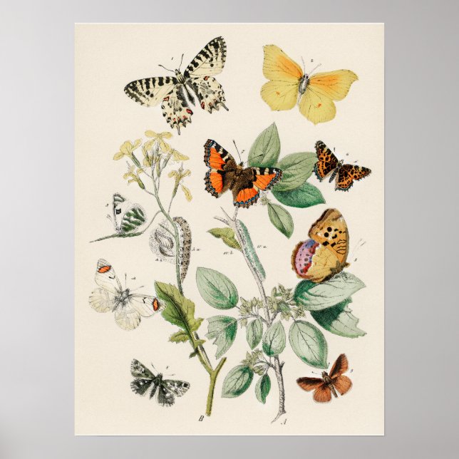 Beautiful Butterly Nature Print Poster (Framsidan)