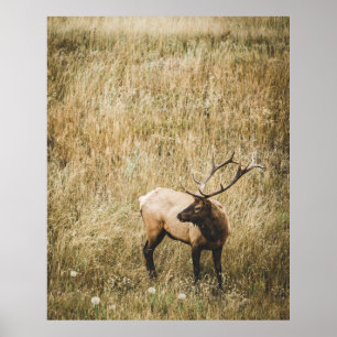 BEAUTIFUL ELK HJORT POSTER