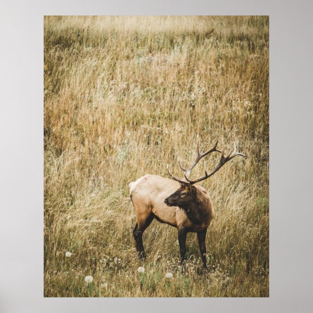 BEAUTIFUL ELK HJORT POSTER (Framsidan)
