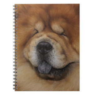 BEAUTIFUL FLUFFY RED CHOW CHOW HUND ANTECKNINGSBOK
