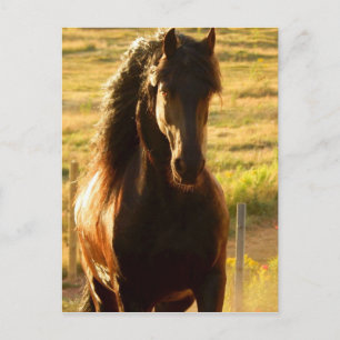BEAUTIFUL FRIESIAN HORSE STALLION VYKORT