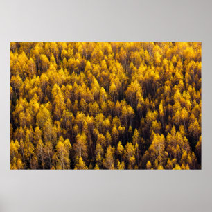 BEAUTIFUL GRÄS TRÄD SKOGAR POSTER
