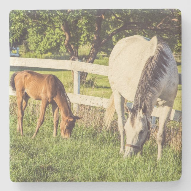 Beautiful Horse and Foal Green Pasture Stenunderlägg (Framsidan)