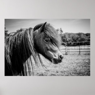 BEAUTIFUL HORSE POSTER