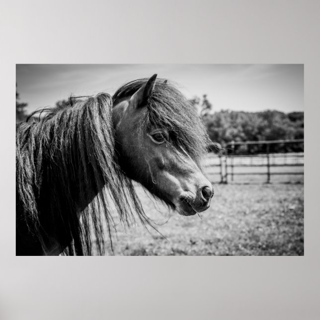 BEAUTIFUL HORSE POSTER (Framsidan)