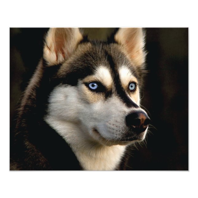 Beautiful Husky Throw Pillow Fototryck (Framsidan)