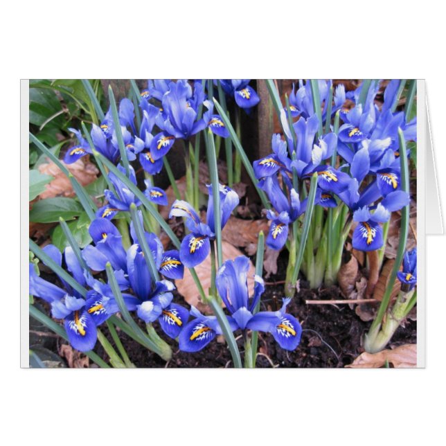 BEAUTIFUL IRIS HÄLSNINGSKORT (Framsidan Horizontal)