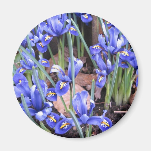 BEAUTIFUL IRIS MAGNET (Framsidan)