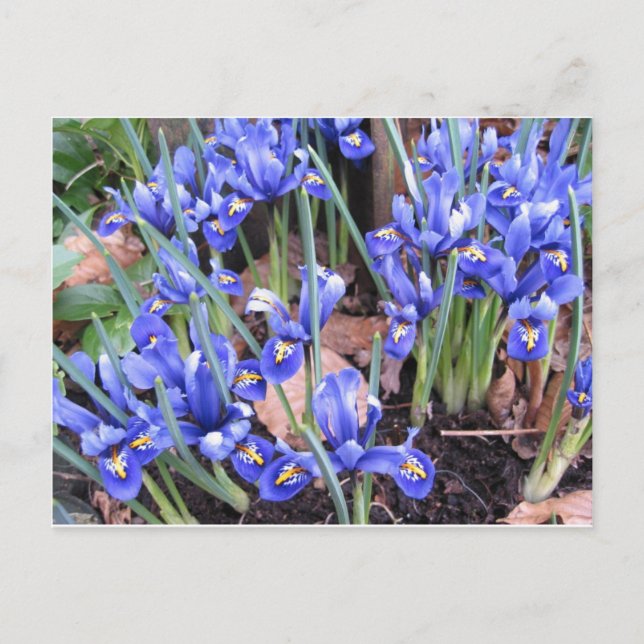 BEAUTIFUL IRIS VYKORT (Framsida)