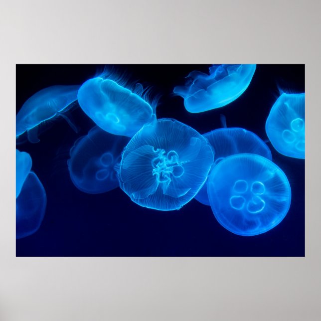 BEAUTIFUL JELLYFISH POSTER (Framsidan)